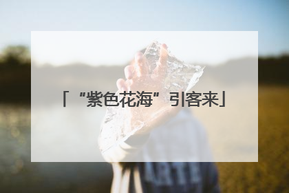 “紫色花海”引客来
