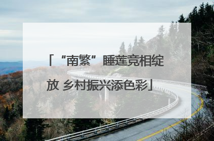 “南繁”睡莲竞相绽放 乡村振兴添色彩