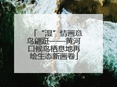 “湿”情画意鸟翩跹——黄河口候鸟栖息地再绘生态新画卷