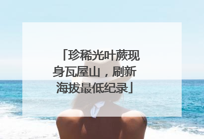 珍稀光叶蕨现身瓦屋山，刷新海拔最低纪录