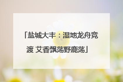 盐城大丰：湿地龙舟竞渡 艾香飘荡野鹿荡