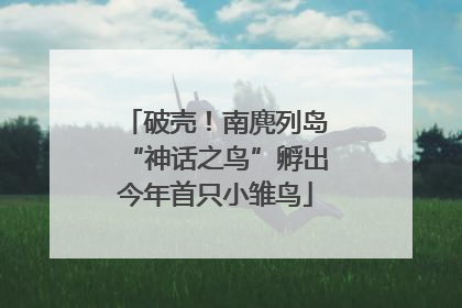 破壳！南麂列岛“神话之鸟”孵出今年首只小雏鸟