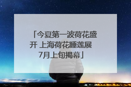 今夏第一波荷花盛开 上海荷花睡莲展7月上旬揭幕