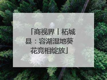 商视界丨柘城县：容湖湿地葵花竞相绽放