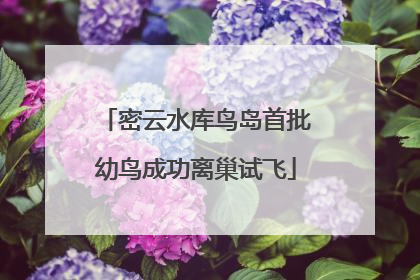 密云水库鸟岛首批幼鸟成功离巢试飞