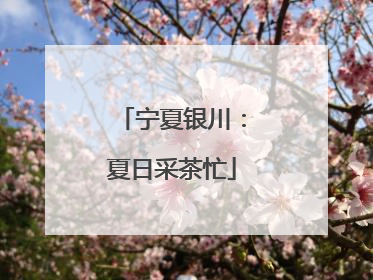 宁夏银川：夏日采茶忙