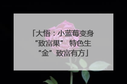大悟：小蓝莓变身“致富果” 特色生“金”致富有方