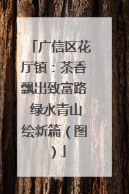 广信区花厅镇：茶香飘出致富路 绿水青山绘新篇（图）
