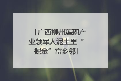 广西柳州莲藕产业领军人泥土里“掘金”富乡邻