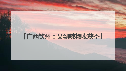广西钦州：又到辣椒收获季