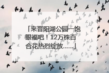 来晋阳湖公园一饱眼福吧！12万株百合花热烈绽放……