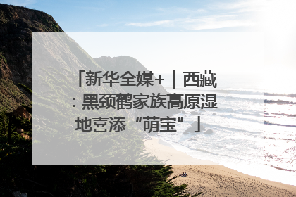 新华全媒+｜西藏：黑颈鹤家族高原湿地喜添“萌宝”