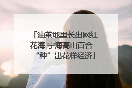 油茶地里长出网红花海 宁海高山百合“种”出花样经济