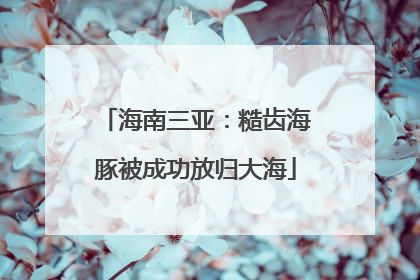 海南三亚：糙齿海豚被成功放归大海