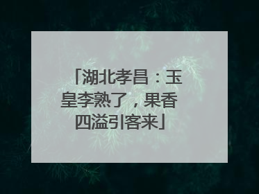 湖北孝昌：玉皇李熟了，果香四溢引客来