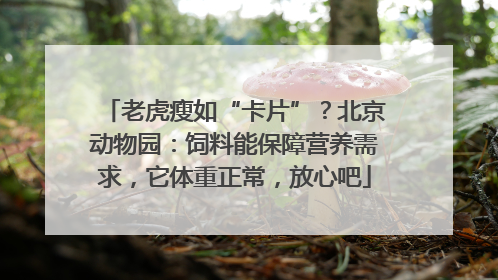 老虎瘦如“卡片”？北京动物园：饲料能保障营养需求，它体重正常，放心吧