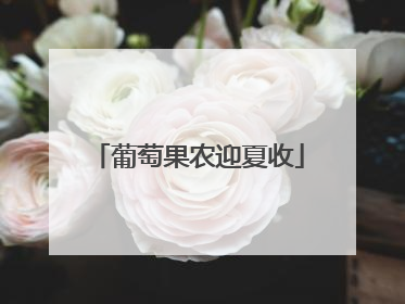 葡萄果农迎夏收