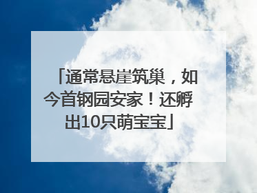 通常悬崖筑巢，如今首钢园安家！还孵出10只萌宝宝