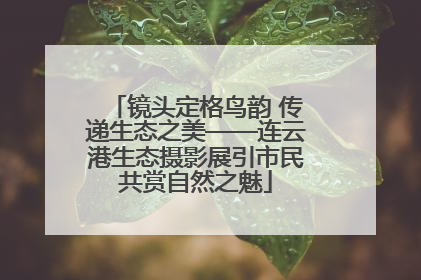 镜头定格鸟韵 传递生态之美——连云港生态摄影展引市民共赏自然之魅