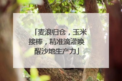 麦浪归仓，玉米接棒，精准滴灌唤醒沙地生产力