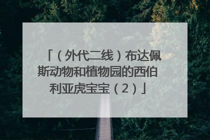 （外代二线）布达佩斯动物和植物园的西伯利亚虎宝宝（2）